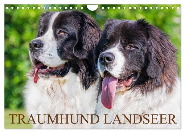 Produktbild: Traumhund Landseer (Wandkalender 2026 DIN A4 quer), CALVENDO Monatskalender