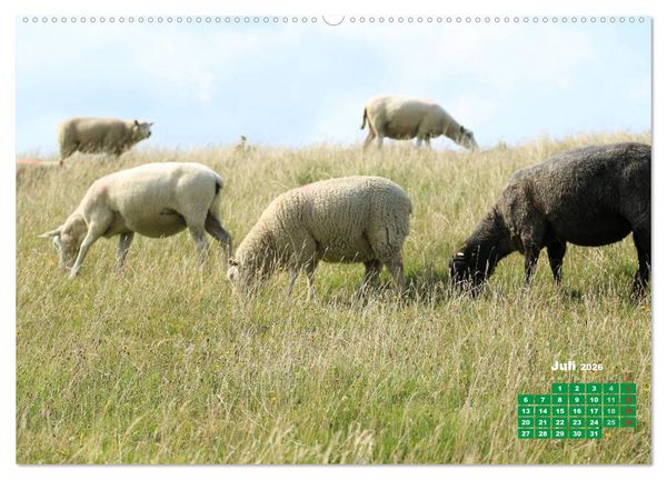 Produktbild: St. Peter-Ording (Wandkalender 2026 DIN A2 quer), CALVENDO Monatskalender
