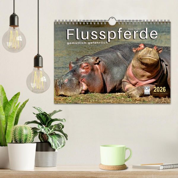 Produktbild: Flusspferde - gem&uuml;tlich gef&auml;hrlich (Wandkalender 2026 DIN A4 quer), CALVENDO Monatskalender