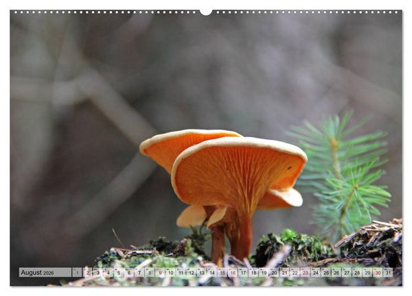 Produktbild: Waldpilz-Impressionen (Wandkalender 2026 DIN A2 quer), CALVENDO Monatskalender