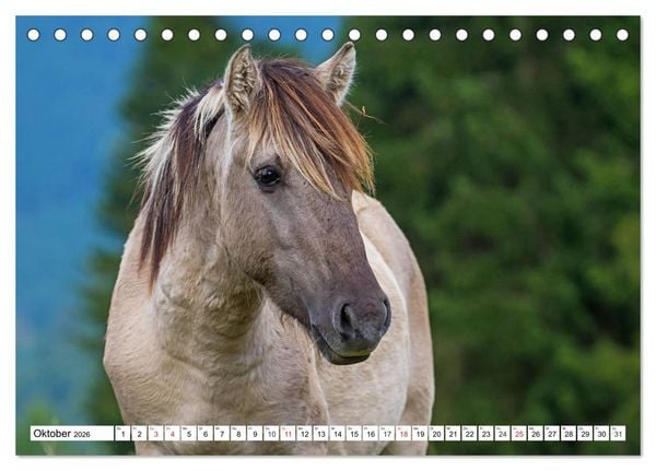 Produktbild: Konik - Frei geboren (Tischkalender 2026 DIN A5 quer), CALVENDO Monatskalender