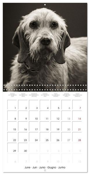 Produktbild: Portraits canins (Calendrier mural carr&eacute; 2026 30x30 cm) Calendrier double avec une page pour vos prises de notes