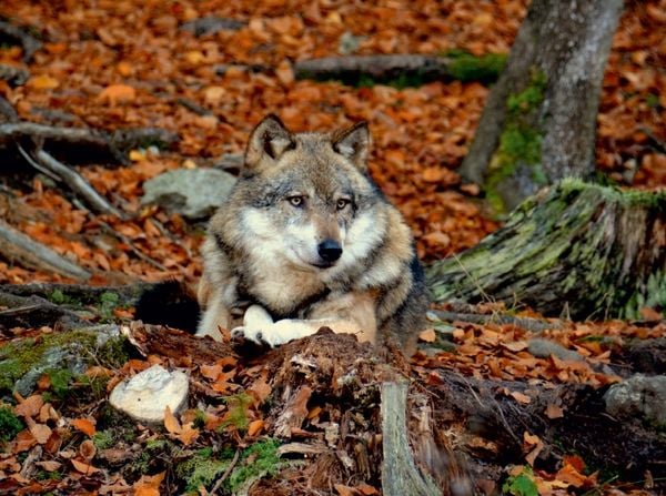 Produktbild: Ruhender Wolf (Puzzle)