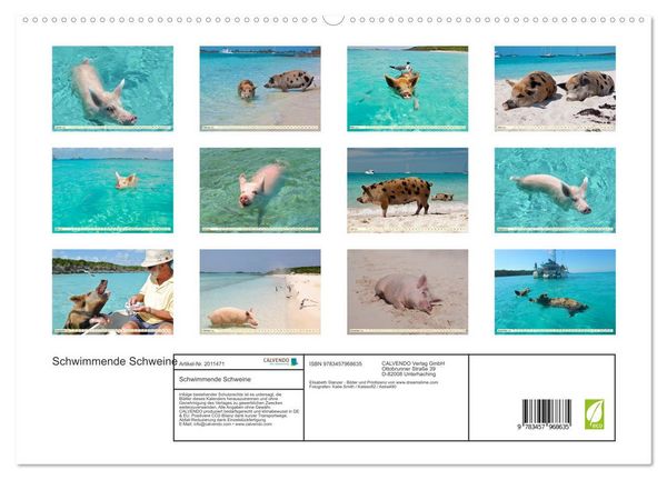 Produktbild: Schwimmende Schweine (hochwertiger Premium Wandkalender 2026 DIN A2 quer), Kunstdruck in Hochglanz
