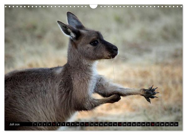 Produktbild: Kangaroo Island (Wandkalender 2026 DIN A3 quer), CALVENDO Monatskalender