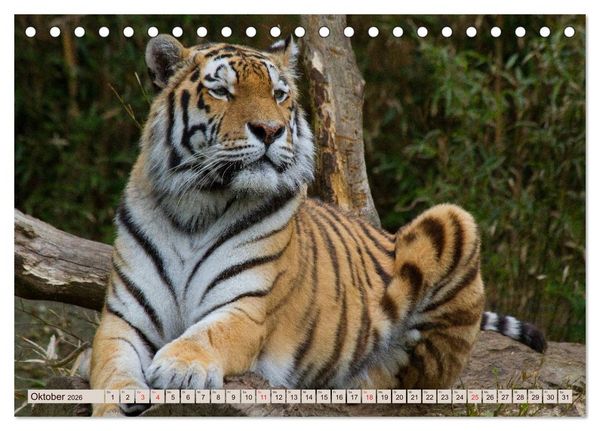 Produktbild: Tiger. Gestreift, wild u. sch&ouml;n (Tischkalender 2026 DIN A5 quer), CALVENDO Monatskalender