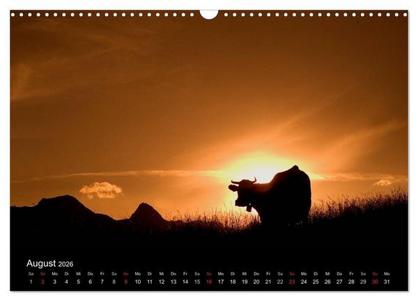 Produktbild: K&uuml;he 2026 (Wandkalender 2026 DIN A3 quer), CALVENDO Monatskalender