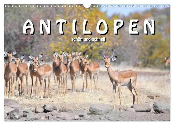 Antilopen, schön und schnell (Wandkalender 2026 DIN A3 quer), CALVENDO Monatskalender