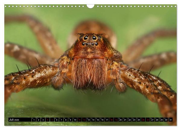 Produktbild: Faszination Makrofotografie: Spinnen (Wandkalender 2026 DIN A3 quer), CALVENDO Monatskalender