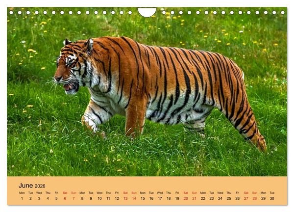 Produktbild: Just Bengal Tigers (Wall Calendar 2026 DIN A4 landscape), CALVENDO 12 Month Wall Calendar