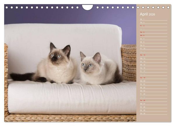 Produktbild: Zauberhafte Ragdolls / Geburtstagskalender (Wandkalender 2026 DIN A4 quer), CALVENDO Monatskalender