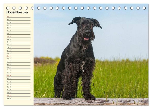 Produktbild: Treuer Freund Riesenschnauzer (Tischkalender 2026 DIN A5 quer), CALVENDO Monatskalender