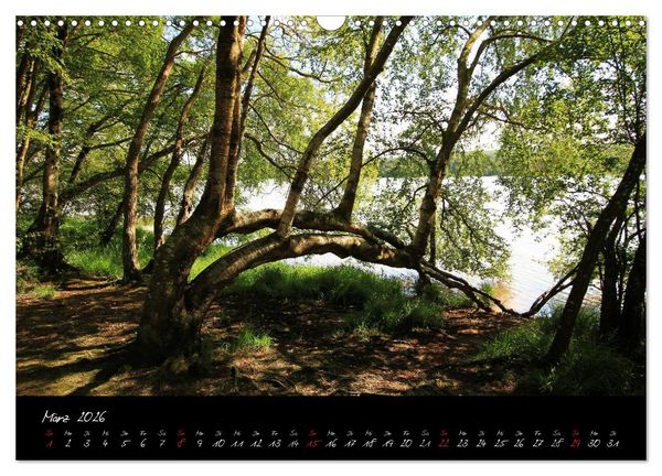 Produktbild: Broc&eacute;liande / Zauberwald der Bretagne (Wandkalender 2026 DIN A3 quer), CALVENDO Monatskalender