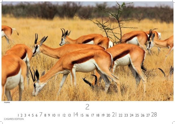 Produktbild: Wilde Tiere Afrikas Kalender 2027 &ndash; Wandkalender | Fotokalender Afrika 35x50cm | Naturfotografie | Tierkalender Afrika | Geschenk f&uuml;r Naturliebhaber