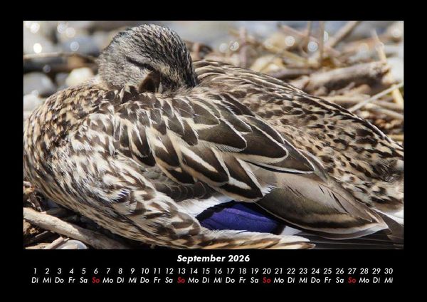 Produktbild: Enten 2026 Fotokalender DIN A3
