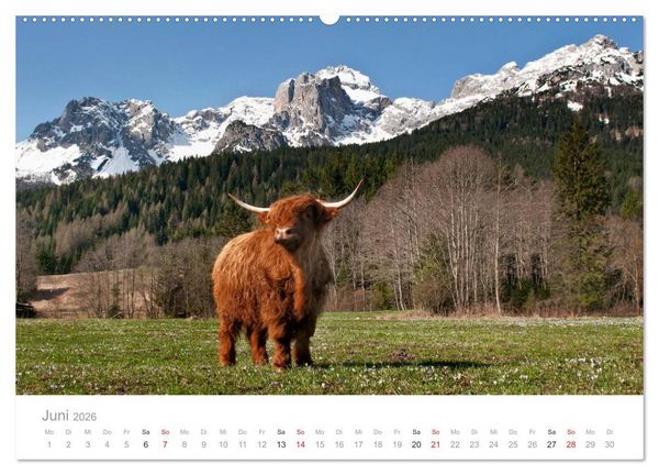 Produktbild: Tiere in Freiheit - Nutztiere auf der Alm (Wandkalender 2026 DIN A2 quer), CALVENDO Monatskalender