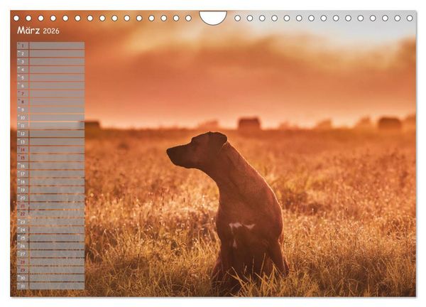 Produktbild: Rhodesian Ridgeback - Herzen auf vier Pfoten (Wandkalender 2026 DIN A4 quer), CALVENDO Monatskalender