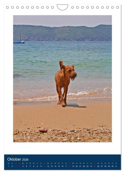 Produktbild: Kelly - Ein Irish Terrier macht Urlaub (Wandkalender 2026 DIN A4 hoch), CALVENDO Monatskalender