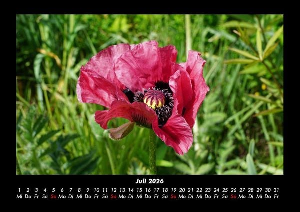 Produktbild: Blumenkalender 2026 Fotokalender DIN A3