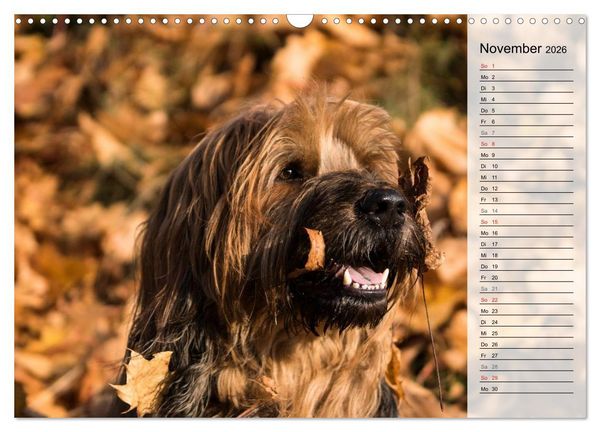 Produktbild: Der Briard 2026 - Ein echter Charmeur (Wandkalender 2026 DIN A3 quer), CALVENDO Monatskalender
