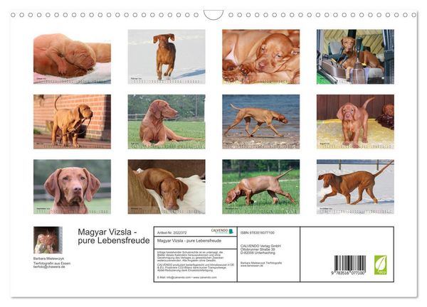 Produktbild: Magyar Vizsla - pure Lebensfreude (Wandkalender 2026 DIN A3 quer), CALVENDO Monatskalender