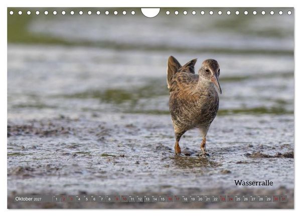 Produktbild: Vogelfotografie aus dem Norden (Wandkalender 2027 DIN A4 quer), CALVENDO Monatskalender