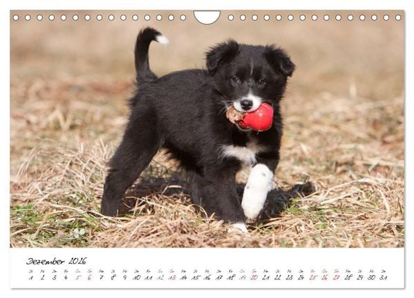 Produktbild: Aussie Welpen 2026 (Wandkalender 2026 DIN A4 quer), CALVENDO Monatskalender