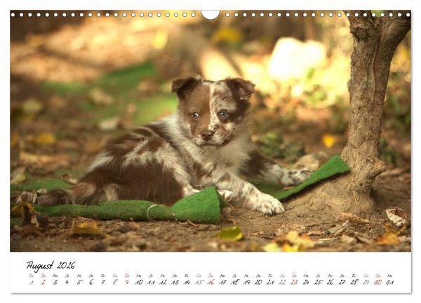 Produktbild: Aussie Welpen 2026 (Wandkalender 2026 DIN A3 quer), CALVENDO Monatskalender