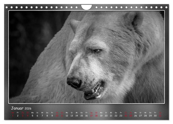 Produktbild: Tieren ins Gesicht geschaut (Wandkalender 2026 DIN A4 quer), CALVENDO Monatskalender