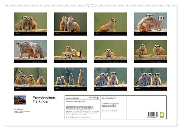 Produktbild: Erdm&auml;nnchen - Tierkinder (Wandkalender 2027 DIN A2 quer), CALVENDO Monatskalender