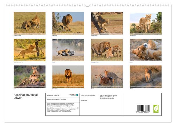 Produktbild: Faszination Afrika: L&ouml;wen (hochwertiger Premium Wandkalender 2026 DIN A2 quer), Kunstdruck in Hochglanz