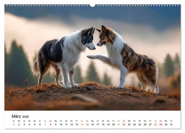 Produktbild: Border Collies H&uuml;teprofis (Wandkalender 2026 DIN A2 quer), CALVENDO Monatskalender