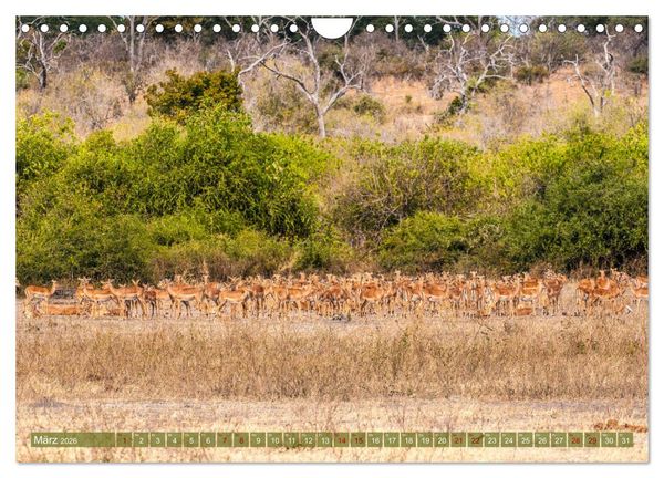 Produktbild: Chobe River - Eine spannende Flussfahrt in Botswana (Wandkalender 2026 DIN A4 quer), CALVENDO Monatskalender