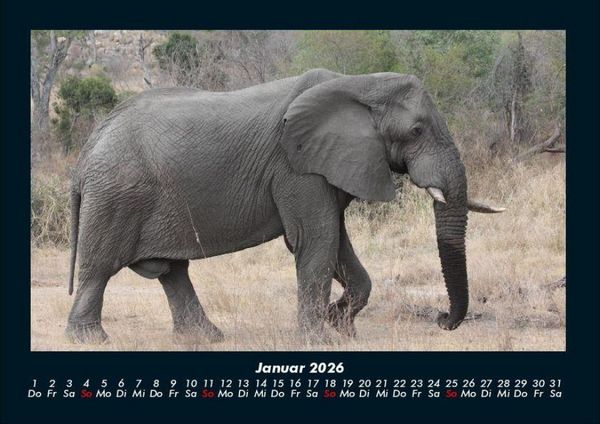 Produktbild: Elefanten - Die sanften Riesen Afrikas 2026 Fotokalender DIN A4