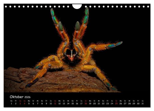 Produktbild: Mystische Vogelspinnen (Wandkalender 2026 DIN A4 quer), CALVENDO Monatskalender