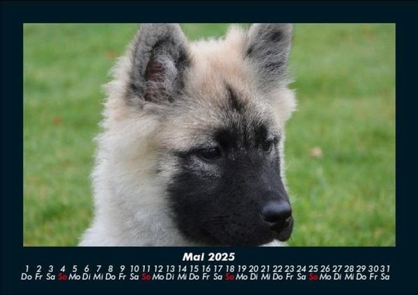 Produktbild: Der Hundekalender 2025 Fotokalender DIN A5