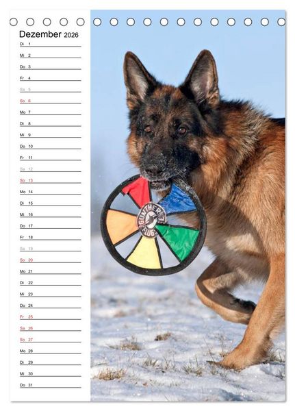 Produktbild: Deutscher Sch&auml;ferhund - unser bester Freund (Tischkalender 2026 DIN A5 hoch), CALVENDO Monatskalender