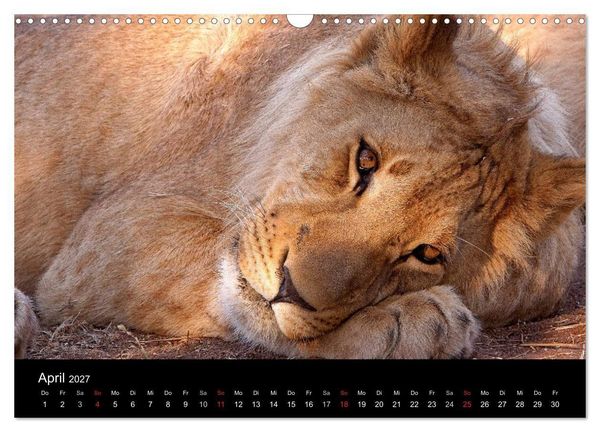 Produktbild: Afrikas Raubkatzen (Wandkalender 2027 DIN A3 quer), CALVENDO Monatskalender