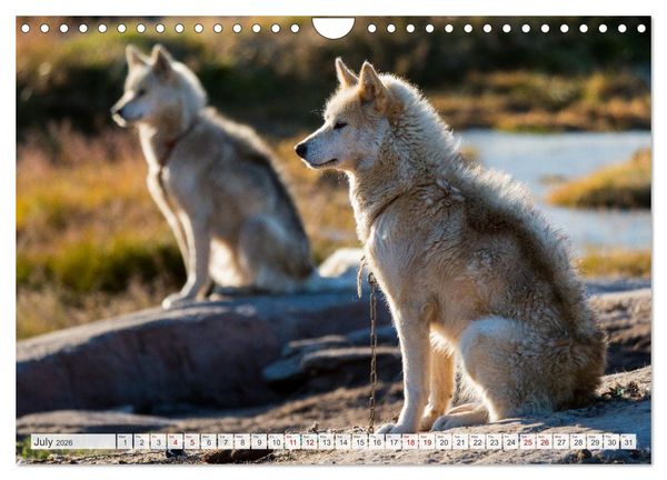Produktbild: Greenland Dog - The Sled Dogs of Northern Greenland (Wall Calendar 2026 DIN A4 landscape), CALVENDO 12 Month Wall Calendar