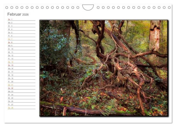 Produktbild: Der Neuenburger Urwald (Wandkalender 2026 DIN A4 quer), CALVENDO Monatskalender