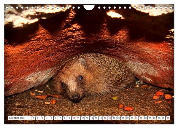 Produktbild: Mein Haus-Igel (Wandkalender 2026 DIN A4 quer), CALVENDO Monatskalender