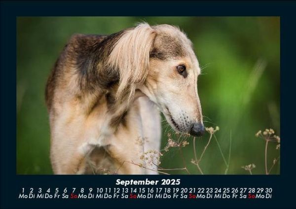 Produktbild: Hunde 2025 Fotokalender DIN A5