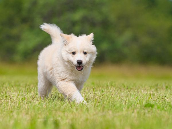 Produktbild: CALVENDO Puzzle Welpe 5 - Islandhund 1000 Teile Lege-Gr&ouml;&szlig;e 64 x 48 cm Foto-Puzzle Bild von Monika Scheurer