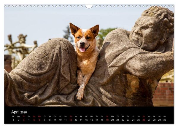 Produktbild: Australian Cattle Dogs zwischen Kunst und Kultur (Wandkalender 2026 DIN A3 quer), CALVENDO Monatskalender