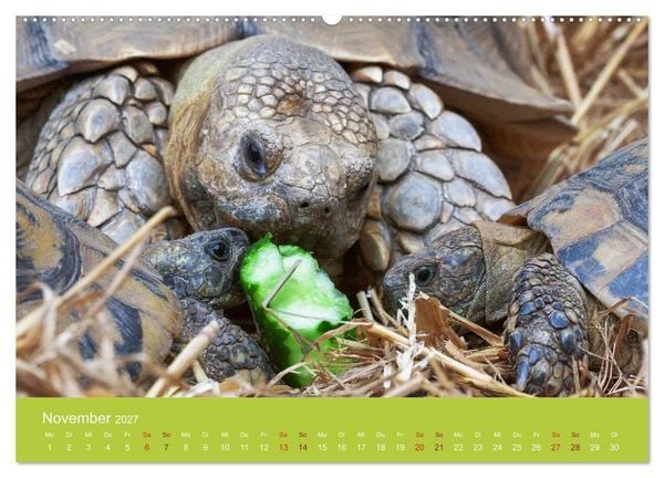 Produktbild: Meine Schildkr&ouml;ten (Wandkalender 2027 DIN A2 quer), CALVENDO Monatskalender