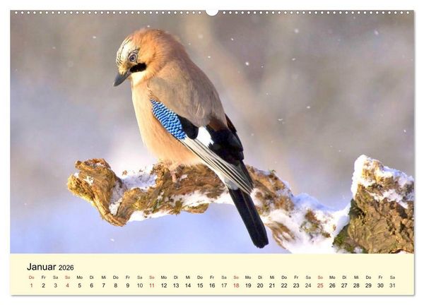 Produktbild: Scheue Wildtiere in heimischen W&auml;ldern und Bergen (hochwertiger Premium Wandkalender 2026 DIN A2 quer), Kunstdruck in Hochglanz