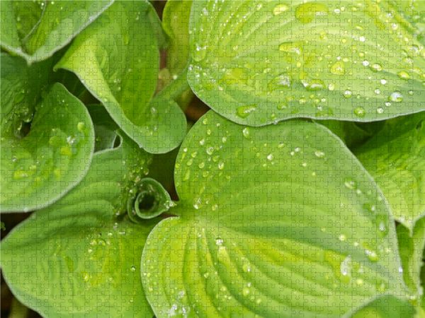Produktbild: CALVENDO Puzzle Gr&uuml;ne Funkienbl&auml;tter | 1000 Teile Lege-Gr&ouml;&szlig;e 64x48cm Foto-Puzzle f&uuml;r gl&uuml;ckliche Stunden