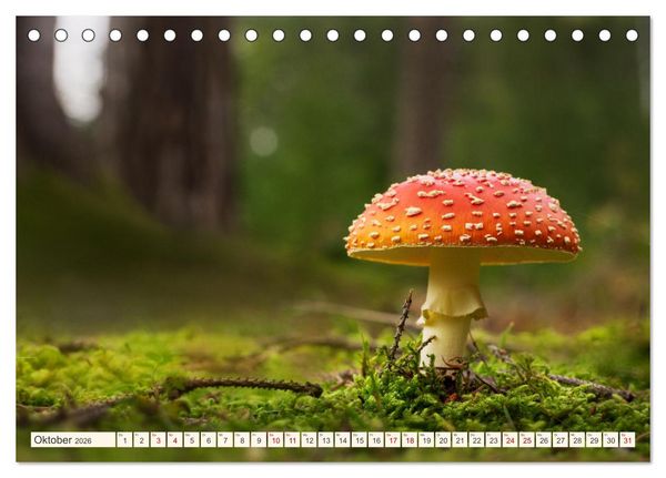 Produktbild: Im Zauber der W&auml;lder (Tischkalender 2026 DIN A5 quer), CALVENDO Monatskalender