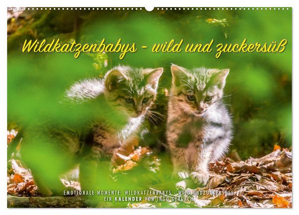 Produktbild: Wildkatzenbabys - wild und zuckers&uuml;&szlig;. (Wandkalender 2026 DIN A2 quer), CALVENDO Monatskalender