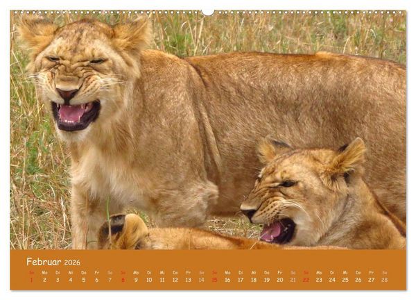 Produktbild: Auge in Auge mit den Tieren Afrikas (hochwertiger Premium Wandkalender 2026 DIN A2 quer), Kunstdruck in Hochglanz